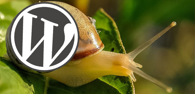 How to Solve Slow WordPress Page on Bluehost